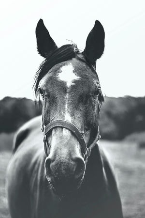 Gezonde paardenmelk