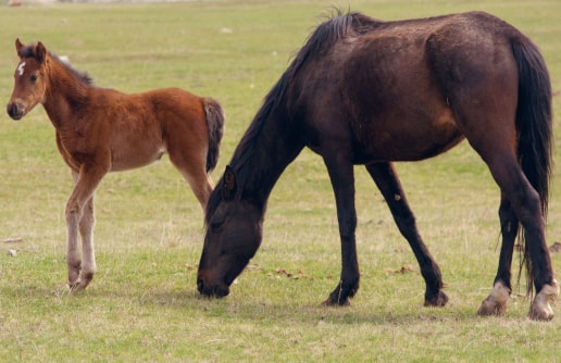 Paardenmelk